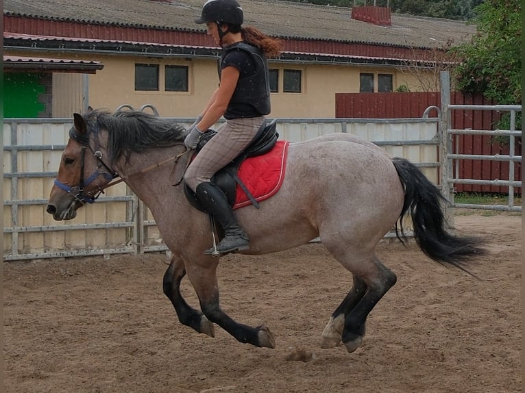 Weitere Kaltblüter Mix Stute 4 Jahre 155 cm Braunfalbschimmel in Buttstädt