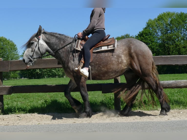 Weitere Kaltblüter Stute 4 Jahre 162 cm Apfelschimmel in Lathen
