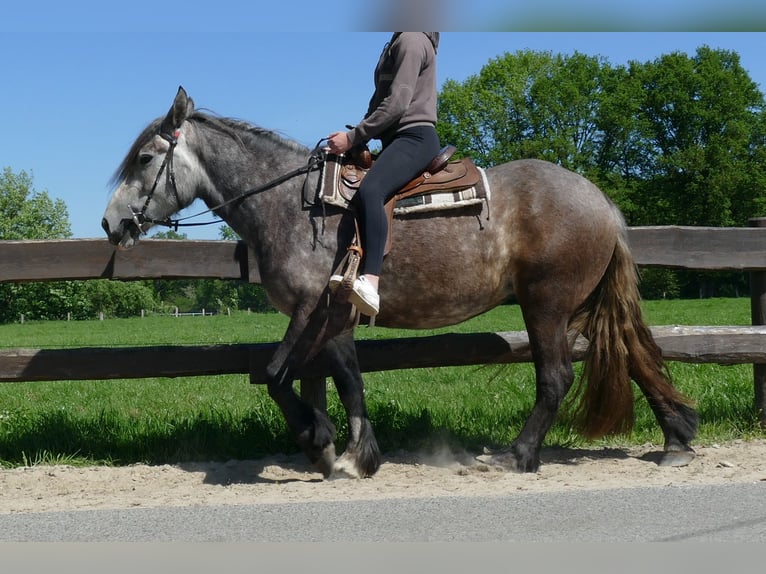 Weitere Kaltblüter Stute 4 Jahre 162 cm Apfelschimmel in Lathen