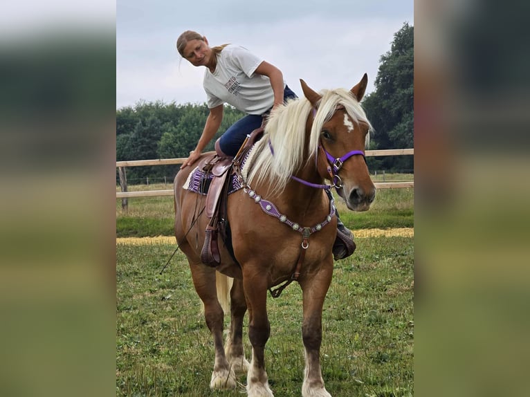 Weitere Kaltblüter Stute 4 Jahre 163 cm Fuchs in Linkenbach