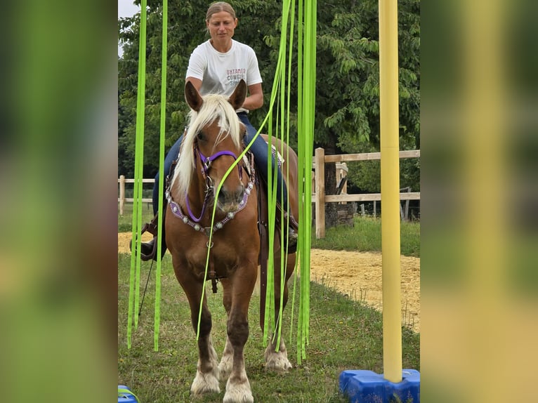 Weitere Kaltblüter Stute 4 Jahre 163 cm Fuchs in Linkenbach