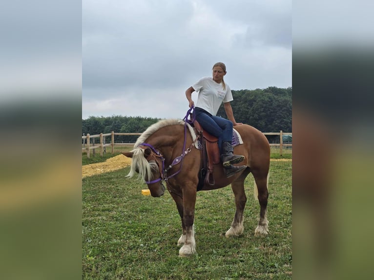 Weitere Kaltblüter Stute 4 Jahre 163 cm Fuchs in Linkenbach
