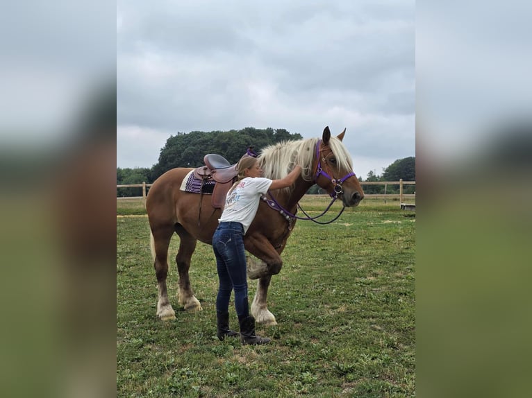 Weitere Kaltblüter Stute 4 Jahre 163 cm Fuchs in Linkenbach