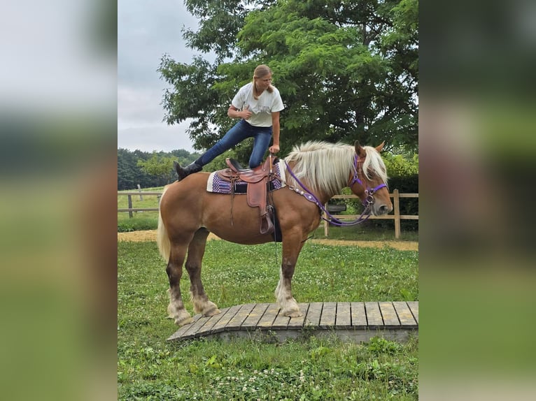 Weitere Kaltblüter Stute 4 Jahre 163 cm Fuchs in Linkenbach