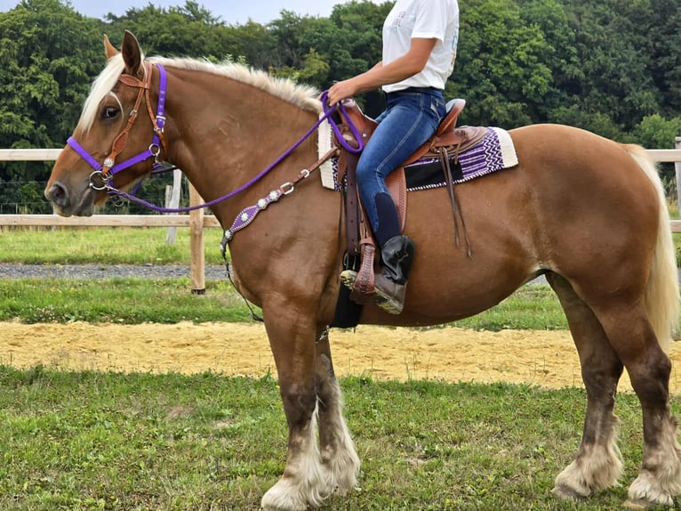 Weitere Kaltblüter Stute 4 Jahre 163 cm Fuchs in Linkenbach