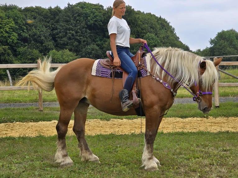 Weitere Kaltblüter Stute 4 Jahre 163 cm Fuchs in Linkenbach