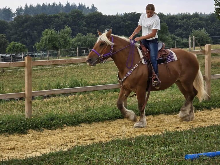 Weitere Kaltblüter Stute 4 Jahre 163 cm Fuchs in Linkenbach