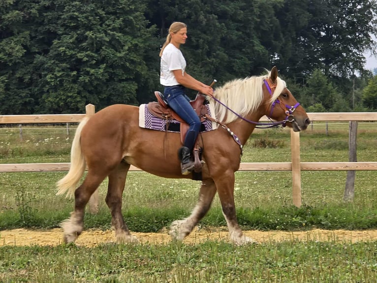 Weitere Kaltblüter Stute 4 Jahre 163 cm Fuchs in Linkenbach