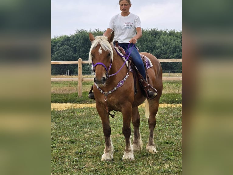 Weitere Kaltblüter Stute 4 Jahre 163 cm Fuchs in Linkenbach