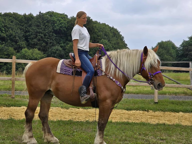 Weitere Kaltblüter Stute 4 Jahre 163 cm Fuchs in Linkenbach