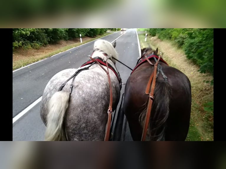Weitere Kaltblüter Stute 4 Jahre 165 cm Apfelschimmel in Kamenz