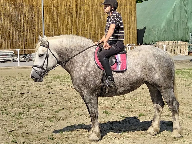 Weitere Kaltblüter Stute 4 Jahre 165 cm Apfelschimmel in Kamenz