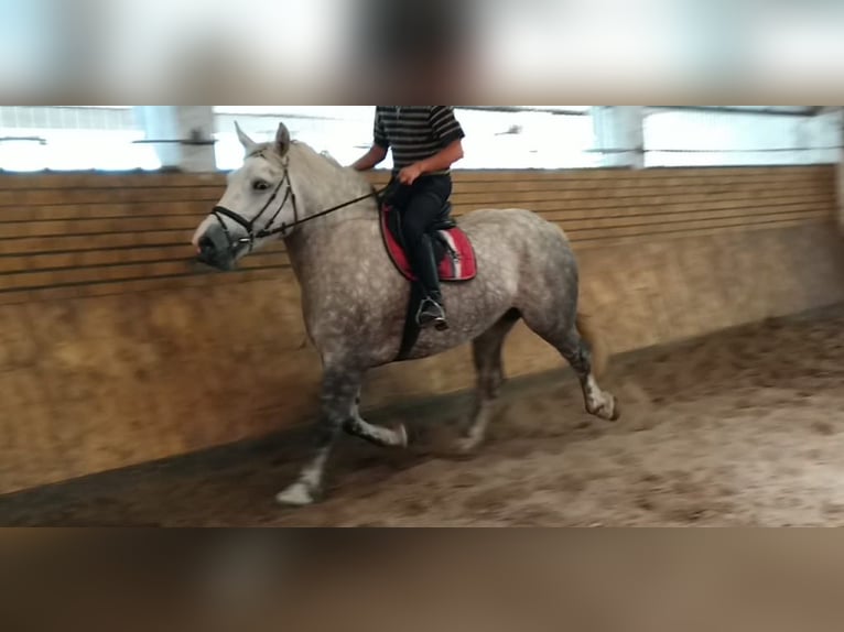 Weitere Kaltblüter Stute 4 Jahre 165 cm Apfelschimmel in Kamenz