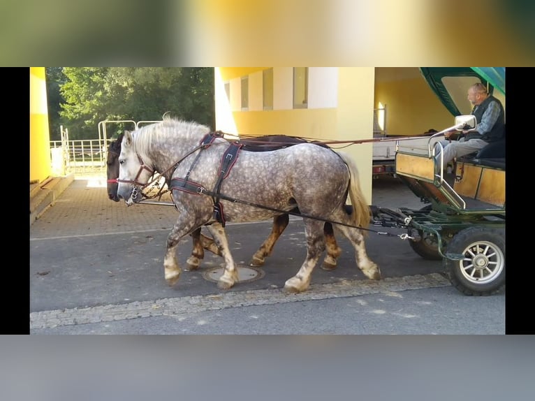 Weitere Kaltblüter Stute 4 Jahre 165 cm Apfelschimmel in Kamenz