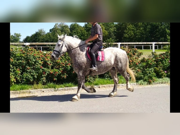 Weitere Kaltblüter Stute 4 Jahre 165 cm Apfelschimmel in Kamenz