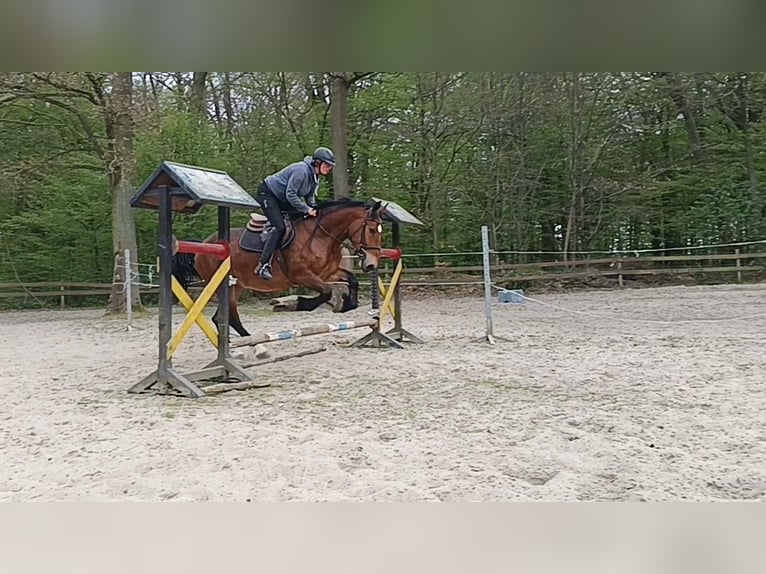Weitere Kaltblüter Stute 4 Jahre Dunkelbrauner in Braunschweig