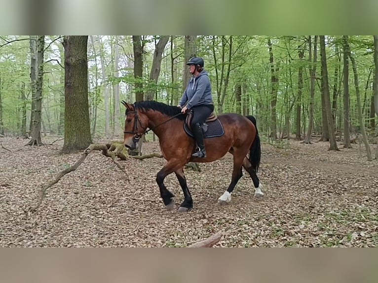 Weitere Kaltblüter Stute 4 Jahre Dunkelbrauner in Braunschweig