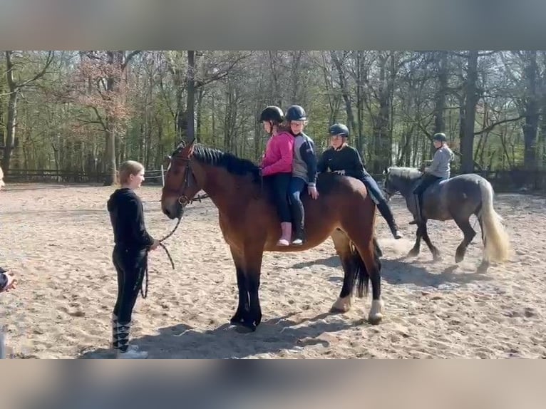 Weitere Kaltblüter Stute 4 Jahre Dunkelbrauner in Braunschweig