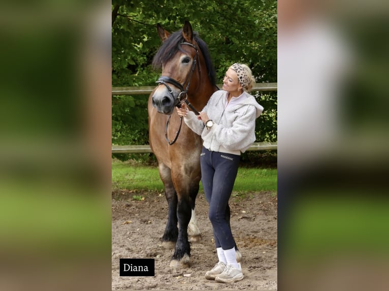 Weitere Kaltblüter Stute 5 Jahre 162 cm Brauner in Bünde