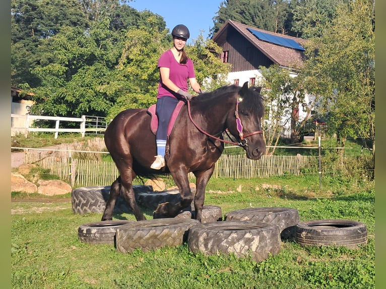 Weitere Kaltblüter Stute 5 Jahre 162 cm Rappe in Bayerbach