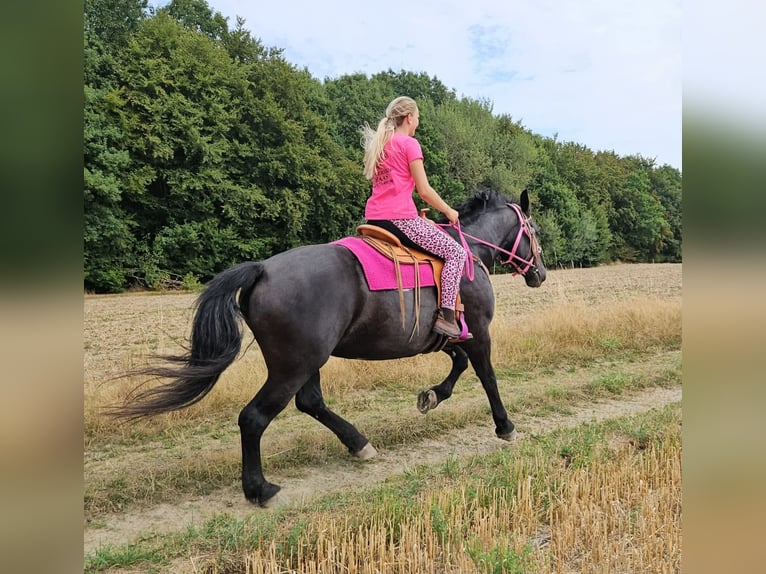 Weitere Kaltblüter Stute 5 Jahre 167 cm Rappe in Linkenbach