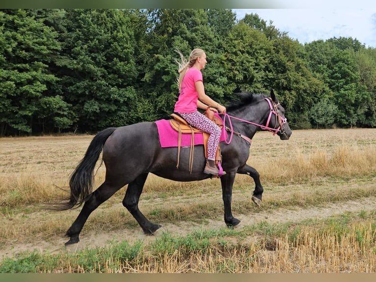 Weitere Kaltblüter Stute 5 Jahre 167 cm Rappe in Linkenbach