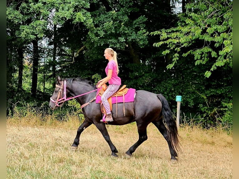 Weitere Kaltblüter Stute 5 Jahre 167 cm Rappe in Linkenbach
