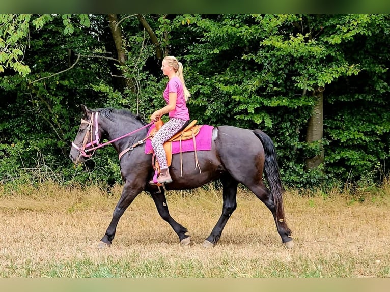 Weitere Kaltblüter Stute 5 Jahre 167 cm Rappe in Linkenbach