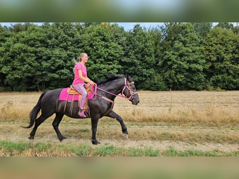 Weitere Kaltblüter Stute 5 Jahre 167 cm Rappe in Linkenbach