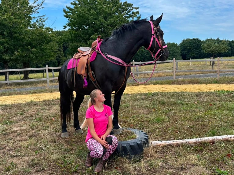 Weitere Kaltblüter Stute 5 Jahre 167 cm Rappe in Linkenbach
