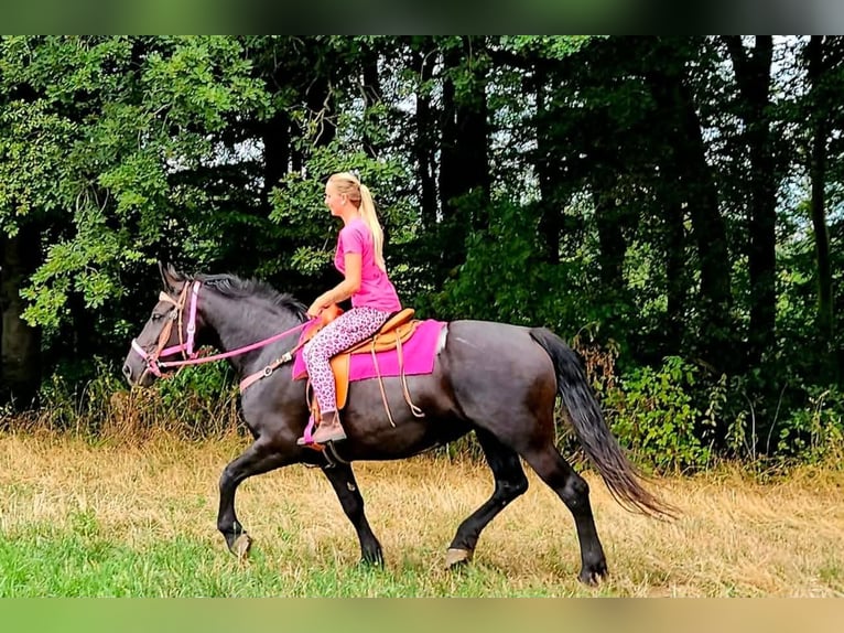 Weitere Kaltblüter Stute 5 Jahre 167 cm Rappe in Linkenbach
