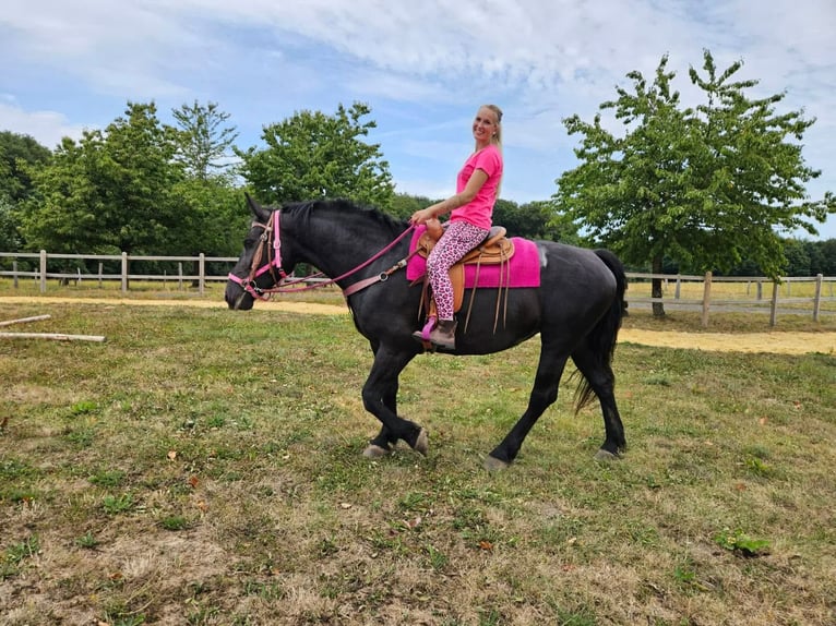 Weitere Kaltblüter Stute 5 Jahre 167 cm Rappe in Linkenbach