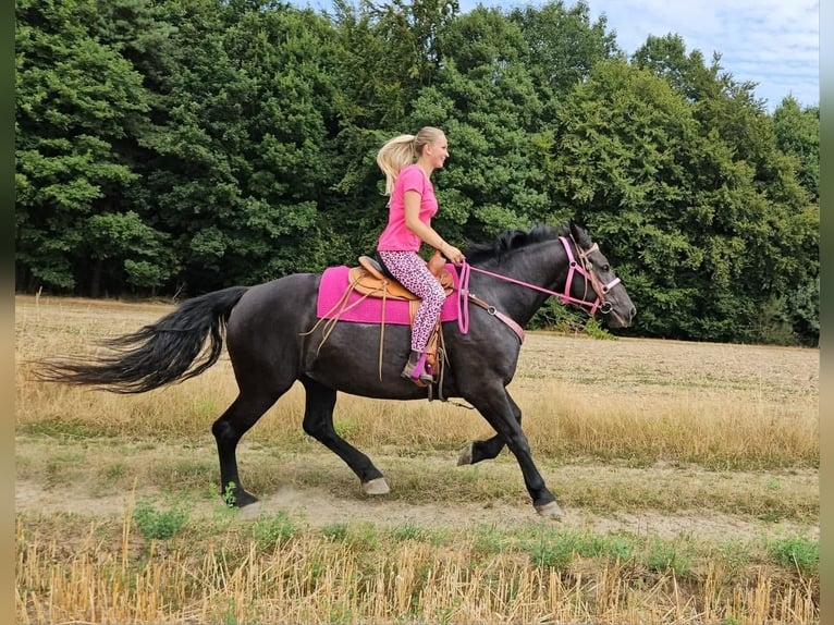 Weitere Kaltblüter Stute 5 Jahre 167 cm Rappe in Linkenbach