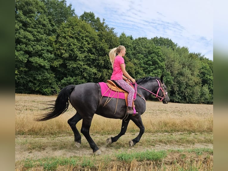 Weitere Kaltblüter Stute 5 Jahre 167 cm Rappe in Linkenbach