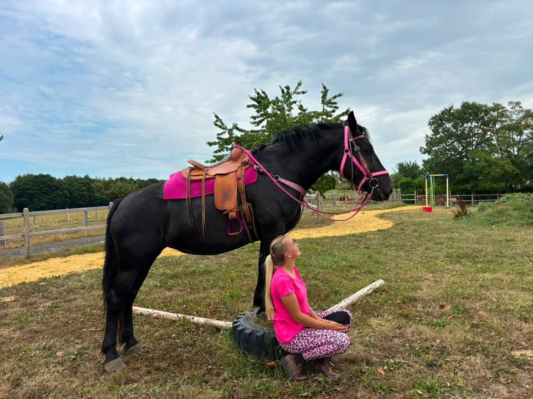 Weitere Kaltblüter Stute 5 Jahre 167 cm Rappe in Linkenbach