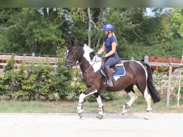 Weitere Kaltblüter Stute 6 Jahre 150 cm Schecke in Pepingen