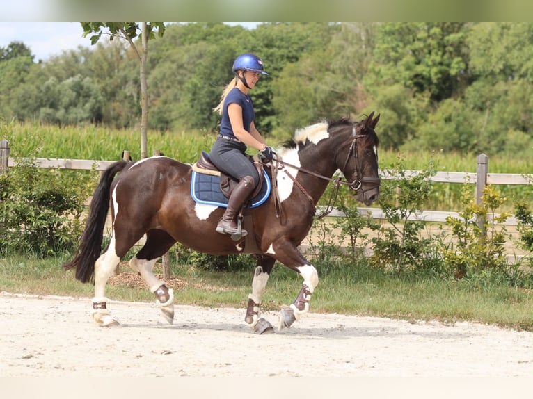 Weitere Kaltblüter Stute 6 Jahre 150 cm Schecke in Pepingen