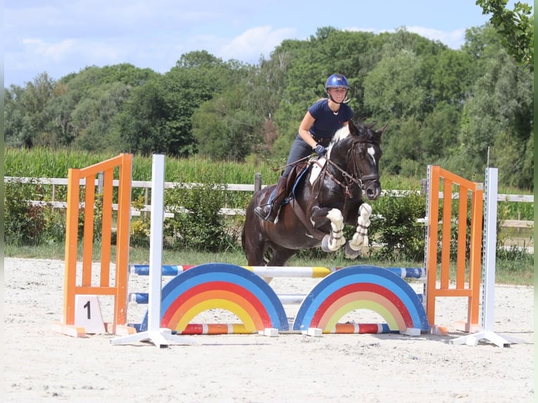 Weitere Kaltblüter Stute 6 Jahre 150 cm Schecke in Pepingen
