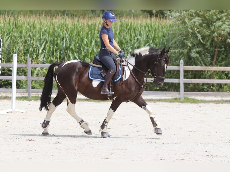 Weitere Kaltblüter Stute 6 Jahre 150 cm Schecke in Pepingen
