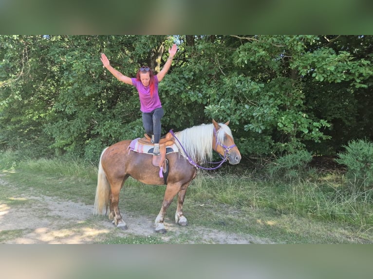 Weitere Kaltblüter Stute 6 Jahre 165 cm Dunkelfuchs in Linkenbach