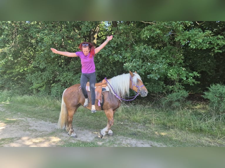 Weitere Kaltblüter Stute 6 Jahre 165 cm Dunkelfuchs in Linkenbach