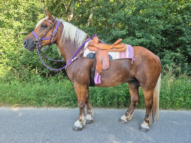 Weitere Kaltblüter Stute 6 Jahre 165 cm Dunkelfuchs in Linkenbach