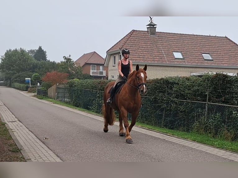 Weitere Kaltblüter Stute 7 Jahre 157 cm Rotfuchs in Oud Gastel