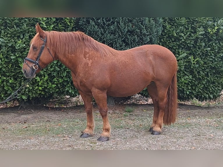 Weitere Kaltblüter Stute 7 Jahre 157 cm Rotfuchs in Oud Gastel