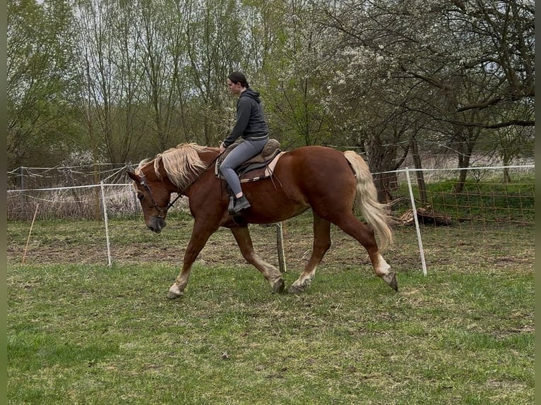 Weitere Kaltblüter Stute 7 Jahre 168 cm Fuchs in Jabing