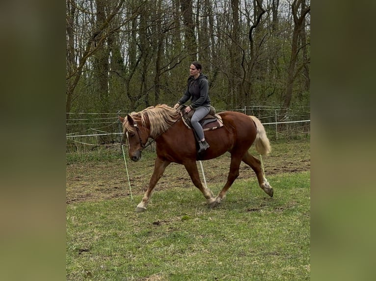 Weitere Kaltblüter Stute 7 Jahre 168 cm Fuchs in Jabing