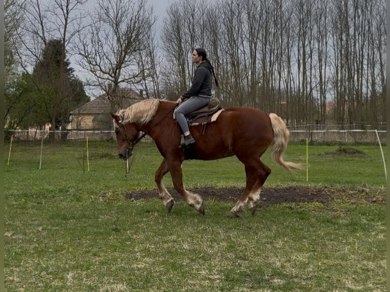 Weitere Kaltblüter Stute 7 Jahre 168 cm Fuchs in Jabing