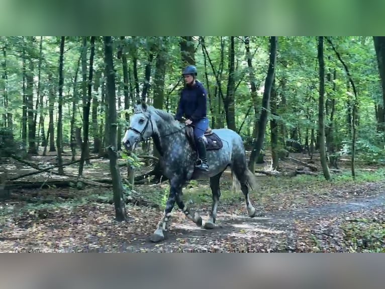 Weitere Kaltblüter Stute 8 Jahre 160 cm Rappschimmel in Braunschweig