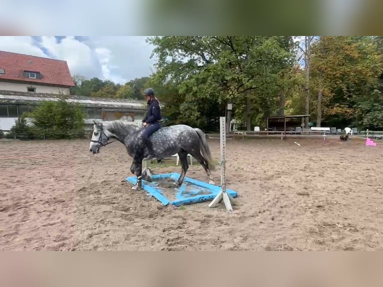 Weitere Kaltblüter Stute 8 Jahre 160 cm Rappschimmel in Braunschweig