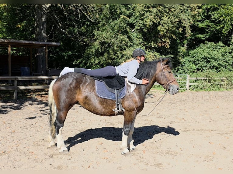 Weitere Kaltblüter Stute 8 Jahre 160 cm Schecke in Braunschweig